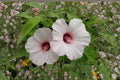 Rose Mallow Seeds – Hibiscus militaris, Native Perennial with Large Pink Blooms, Wetland Plant, Hardy Hibiscus Seeds, Pollinator Attracting