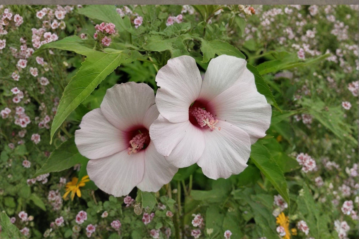 Rose Mallow Seeds – Hibiscus militaris, Native Perennial with Large Pink Blooms, Wetland Plant, Hardy Hibiscus Seeds, Pollinator Attracting