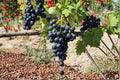 Muscat Bleu Grape Vine Cuttings, Unrooted Vitis vinifera ‘Muscat Bleu’, Fruit Vine for Garden, Vineyard, Trellises