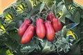 San Marzano Tomato Seeds – Italian Heirloom Paste Tomato, Indeterminate, Rich Flavor, Solanum lycopersicum