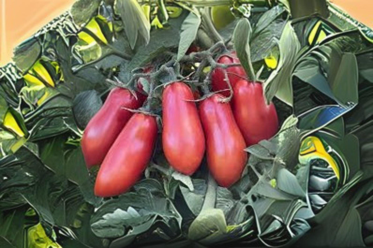 San Marzano Tomato Seeds – Italian Heirloom Paste Tomato, Indeterminate, Rich Flavor, Solanum lycopersicum