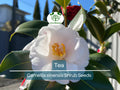 Tea Shrub Seeds – Camellia sinensis for Black, Green, White Tea – Organic, Hardy Plant for Garden or Container Cultivation