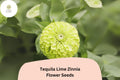 100+ Tequila Lime Zinnia Seeds | Vibrant Lime Green Blooms | Compact Annual Flowers | Zinnia elegans