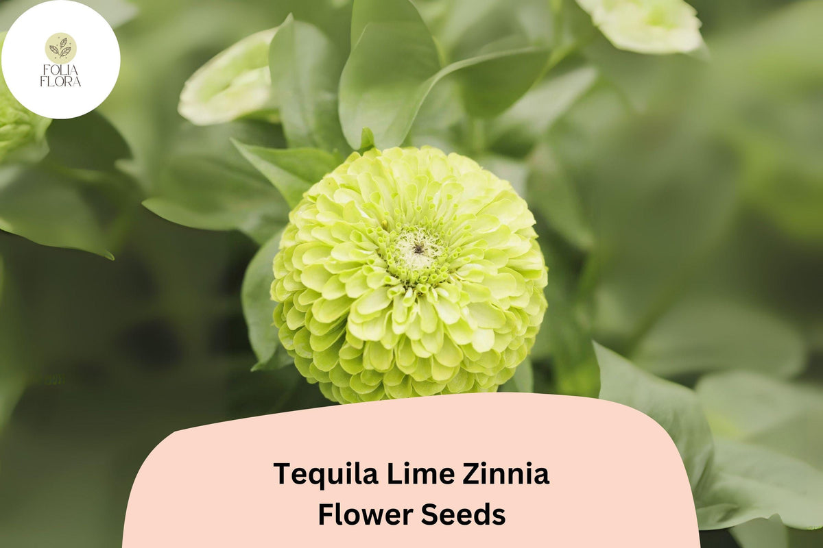 100+ Tequila Lime Zinnia Seeds | Vibrant Lime Green Blooms | Compact Annual Flowers | Zinnia elegans