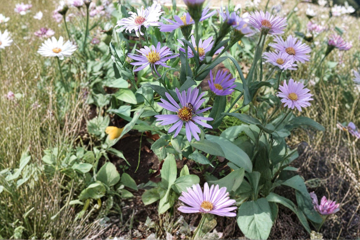 Silky Aster Seeds – Symphyotrichum sericeum Native Prairie Wildflower for Pollinator Gardens, 100 Pack