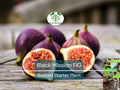 Ficus "Black Mission" Fig Tree Starter Plant – Edible Fruit, Hardy Indoor/Outdoor, Ficus carica