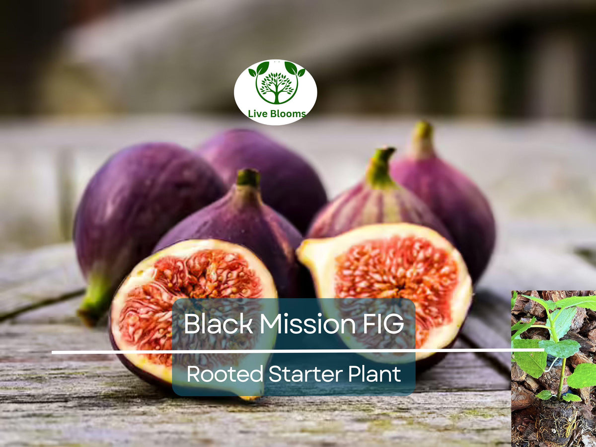 Ficus "Black Mission" Fig Tree Starter Plant – Edible Fruit, Hardy Indoor/Outdoor, Ficus carica