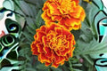 500 mg French Marigold Seeds – Sparky Mixture, Bright Orange, Yellow & Red Blooms, Pollinator & Cottage Garden, Tagetes patula