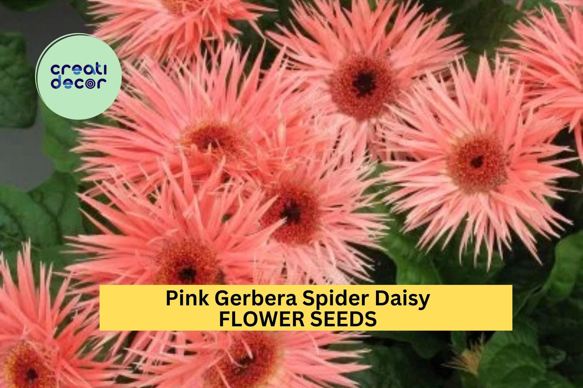 Pink Gerbera Spider Daisy Seeds – Gerbera jamesonii, Spiky Pink Blooms, Garden Flowers for Borders & Bouquets, Full Sun, 50+ Seeds