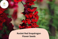 Antirrhinum majus Rocket Red Snapdragon Seeds – 1000+ Bold Red Blooms for Garden & Cut Flowers