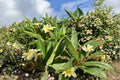 Yellow Plumeria Cutting - 10" Unrooted, Tropical Fragrant Flowering Tree, Plumeria rubra