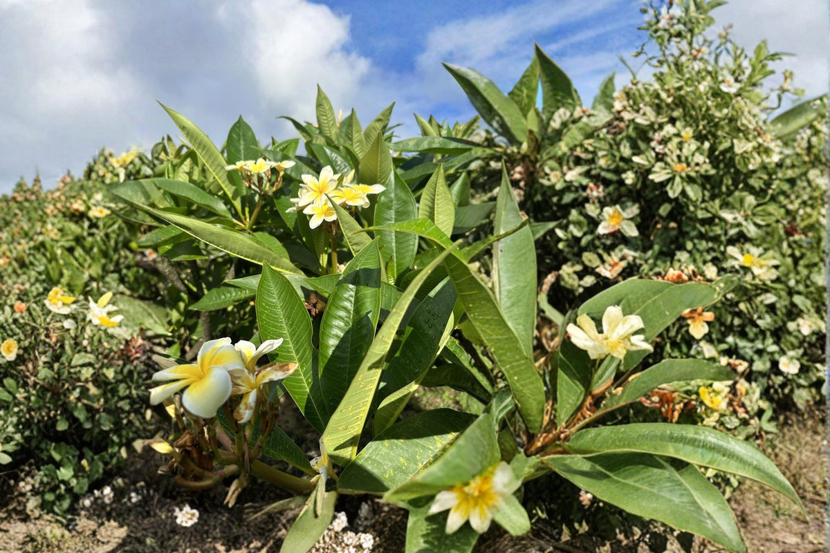Yellow Plumeria Cutting - 10" Unrooted, Tropical Fragrant Flowering Tree, Plumeria rubra