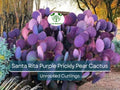 Santa Rita Purple Prickly Pear Cactus Unrooted Cuttings - Opuntia Violacea, 5-6" Purple Cactus for Garden, Succulent, Desert Landscape