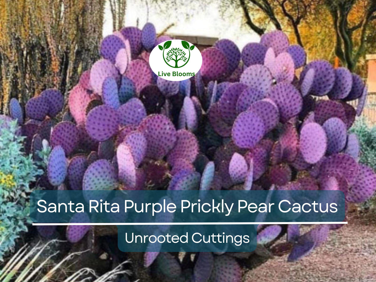 Santa Rita Purple Prickly Pear Cactus Unrooted Cuttings - Opuntia Violacea, 5-6" Purple Cactus for Garden, Succulent, Desert Landscape
