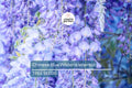 Chinese Blue Wisteria Seeds - Fast-Growing Climbing Vine, Wisteria sinensis, Fragrant Blue-Violet Flowers, Hardy Perennial for Trellises & Gardens