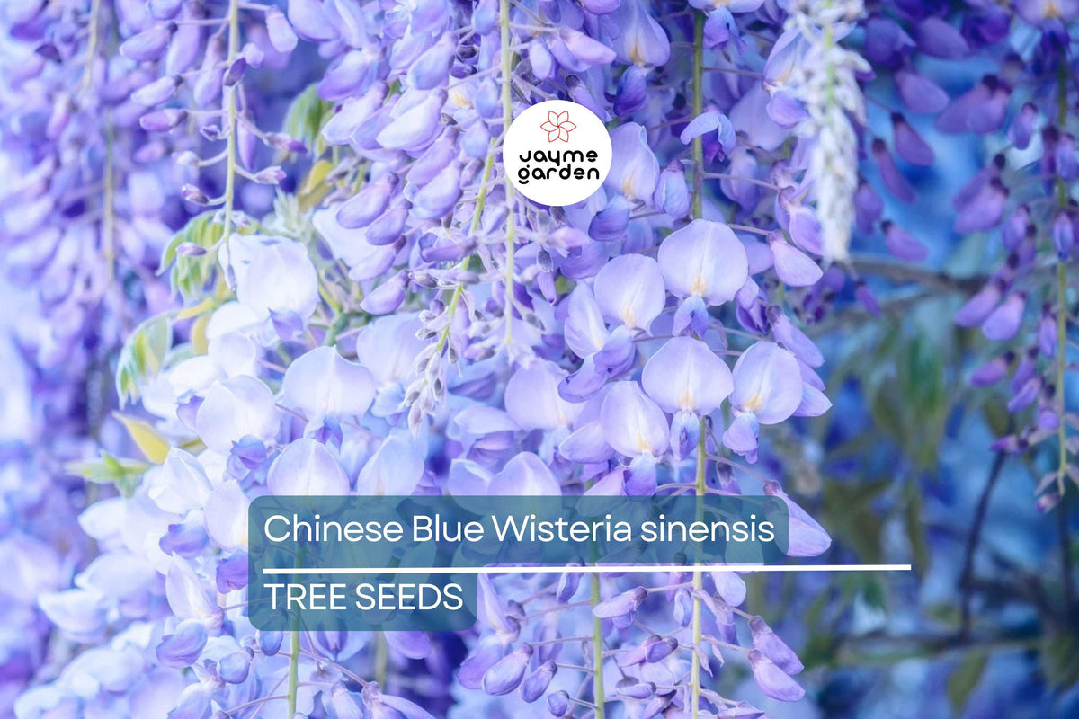 Chinese Blue Wisteria Seeds - Fast-Growing Climbing Vine, Wisteria sinensis, Fragrant Blue-Violet Flowers, Hardy Perennial for Trellises & Gardens