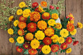 Petite Mixture Sunflower Seeds | Dwarf Helianthus annuus | Bright Colors for Containers & Small Gardens