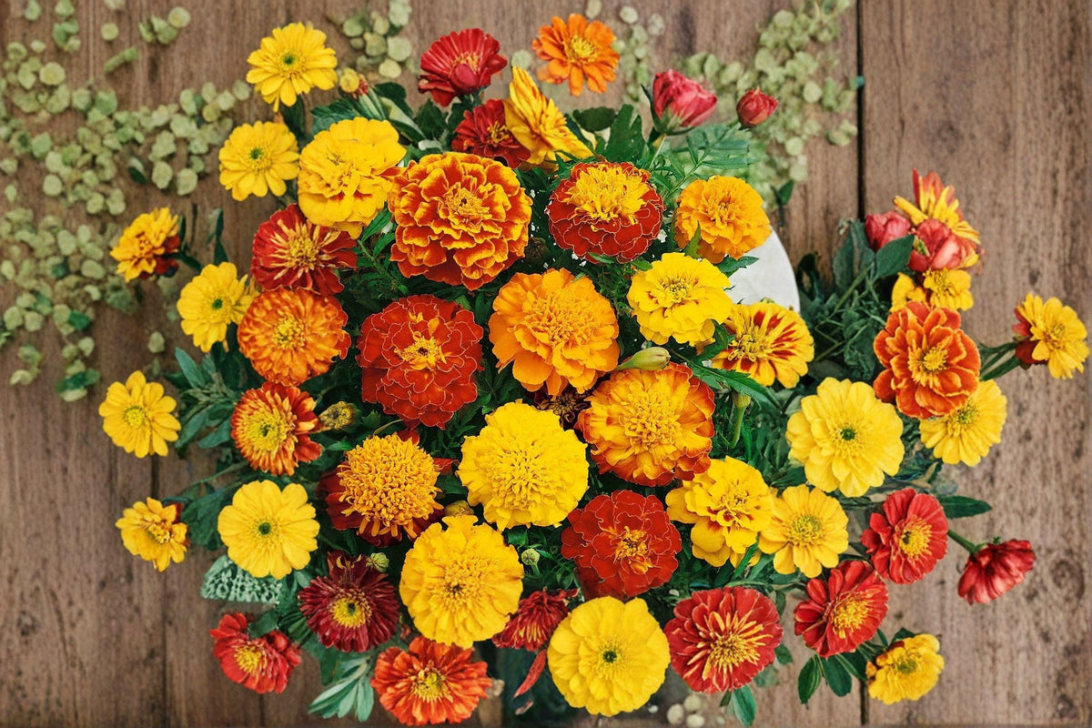 Petite Mixture Sunflower Seeds | Dwarf Helianthus annuus | Bright Colors for Containers & Small Gardens