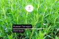 1500 Seeds Russian Tarragon (Artemisia dracunculoides) Hardy Culinary Herb for Flavorful Soups, Stews, Salads