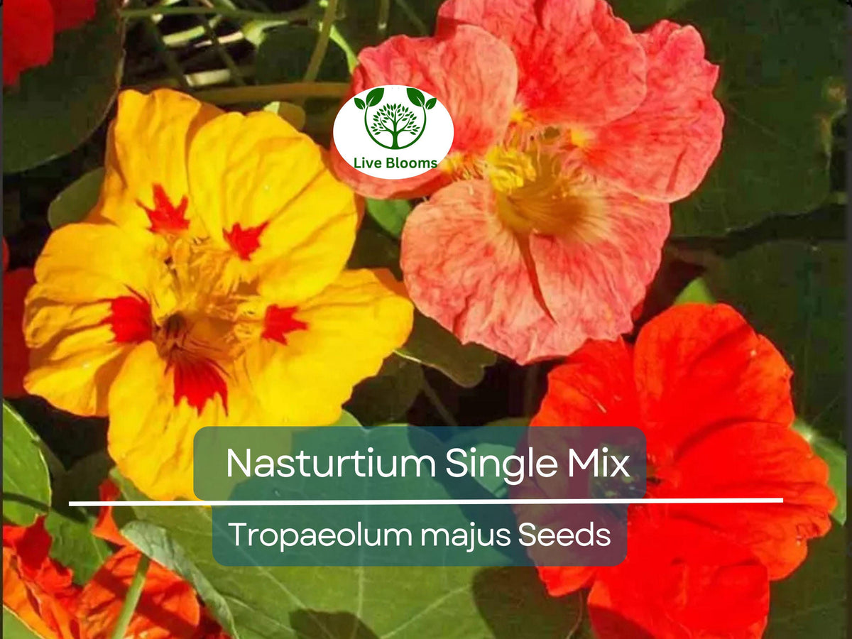 25 Seeds Nasturtium Single Mix Climbing Vine Red Flowers Fragrant Edible Pollinator Attracts Hummingbirds Non-GMO