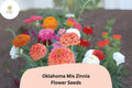 100+ Oklahoma Mix Zinnia Seeds – Bright Double Blooms for Gardens & Cut Flowers – Zinnia elegans, Summer Annual