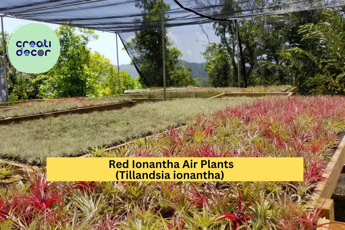 Large Red Ionantha Air Plants – 5 Pack, Live Tillandsia ionantha, Tropical Epiphyte, Blush Red, Rainforest-Grown, No Soil Needed