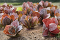 Rouge De Hiver Red Romaine Lettuce Seeds – French Heirloom, Cold-Hardy, Sweet Nutty Flavor, 700 Seeds, Lactuca sativa