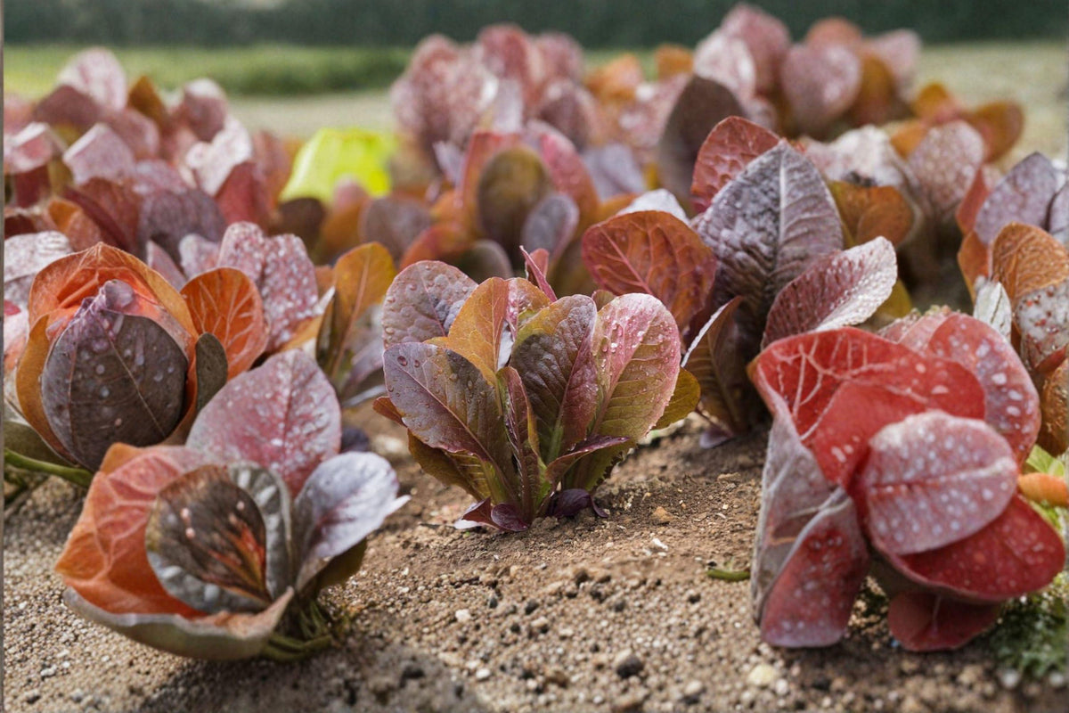 Rouge De Hiver Red Romaine Lettuce Seeds – French Heirloom, Cold-Hardy, Sweet Nutty Flavor, 700 Seeds, Lactuca sativa