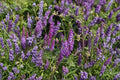 100 Hairy Vetch Seeds – Vicia villosa Purple Bounty Cover Crop, Nitrogen Fixer, Green Manure, Soil Fertility