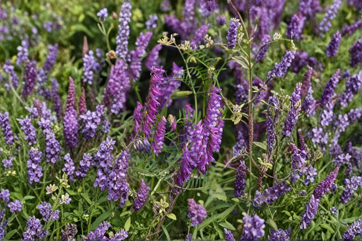 100 Hairy Vetch Seeds – Vicia villosa Purple Bounty Cover Crop, Nitrogen Fixer, Green Manure, Soil Fertility