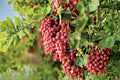 Unrooted Grape Vine Cuttings - Suok Grape (Vitis vinifera ‘Suok’) 6-8 Inches, Fruit Vine for Trellises & Vineyards