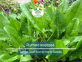 Large Leaf Sorrel Seeds – Rumex acetosa, Hardy Perennial Herb for Salads, Soups & Edible Gardens, 250 mg Packet