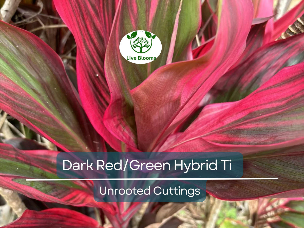 Hawaiian Dark Red/Green Hybrid Ti Leaf Fresh Cuttings 6" Starter Logs - Cordyline fruticosa Tropical Plant