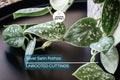 Silver Satin Pothos Cutting | 2-Node Scindapsus Pictus Houseplant for Propagation | Air-Purifying Indoor Trailing Vine