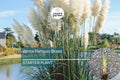 White Pampas Grass Starter Plug Plant | Cortaderia selloana | Ornamental Feathery Plumes | Hardy Drought-Tolerant Garden Grass