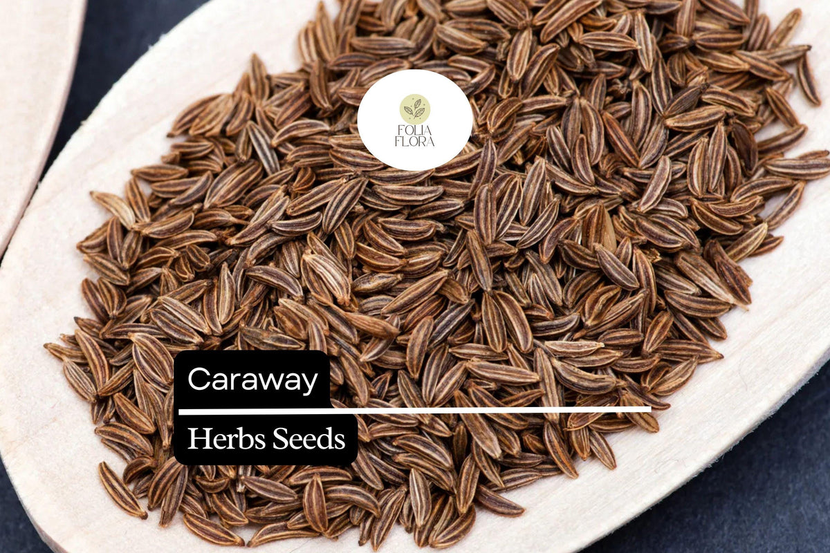 100 Seeds Caraway Herb Seeds – Aromatic Culinary Plant for Baking, Soups & Salads – Carum carvi