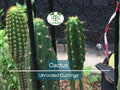 Unrooted Cactus Cuttings – 1 Foot Propagation Plants for Garden, Indoor, Outdoor, Drought-Tolerant, Easy to Grow, Desert Landscape