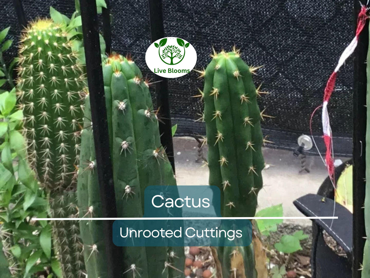 Unrooted Cactus Cuttings – 1 Foot Propagation Plants for Garden, Indoor, Outdoor, Drought-Tolerant, Easy to Grow, Desert Landscape