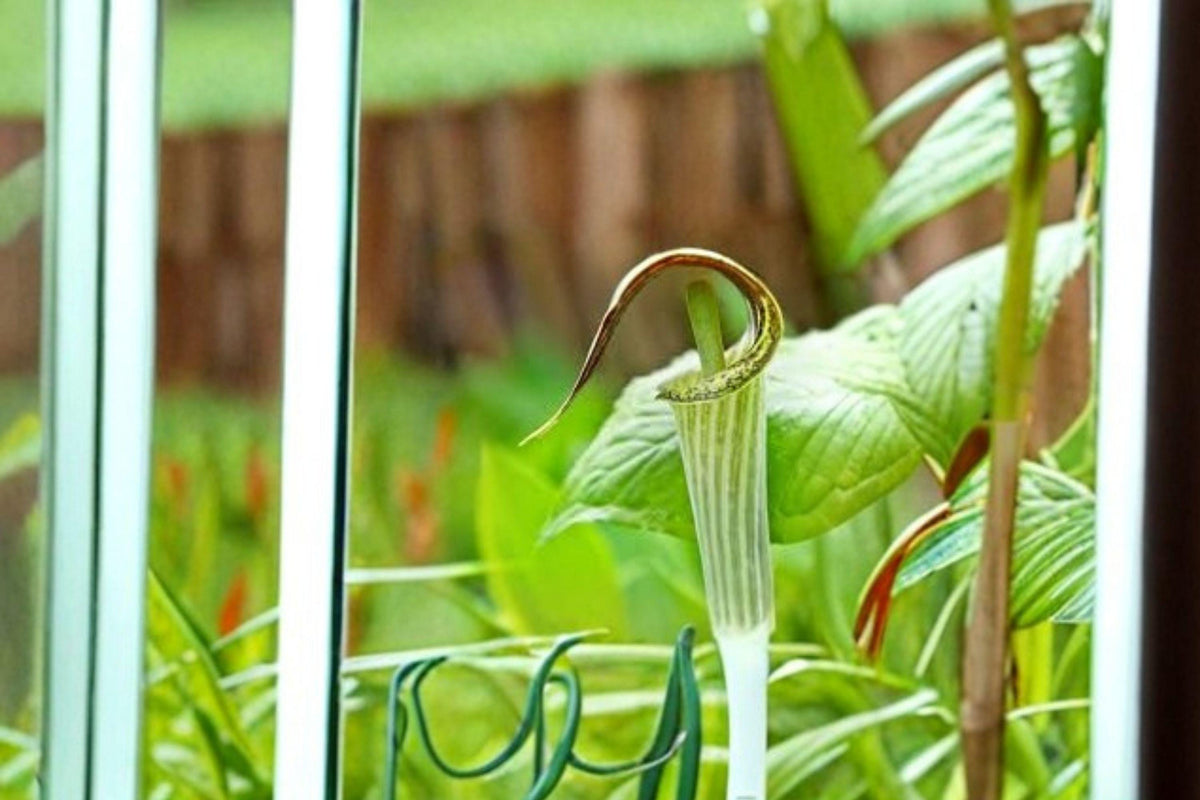 Jack-in-the-Pulpit Seeds – 5 Viable Arisaema triphyllum Native Woodland Shade Perennial Flower