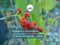 30 Seeds Celastrus Scandens American Bittersweet Climbing Vine with Bright Orange-Red Berries, Ornamental Garden Plant, Native North America