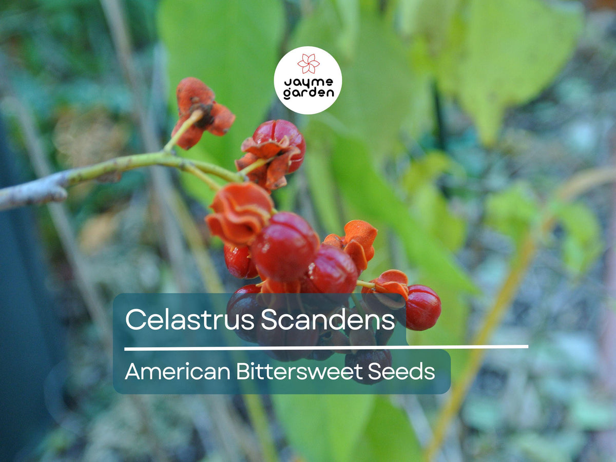 30 Seeds Celastrus Scandens American Bittersweet Climbing Vine with Bright Orange-Red Berries, Ornamental Garden Plant, Native North America