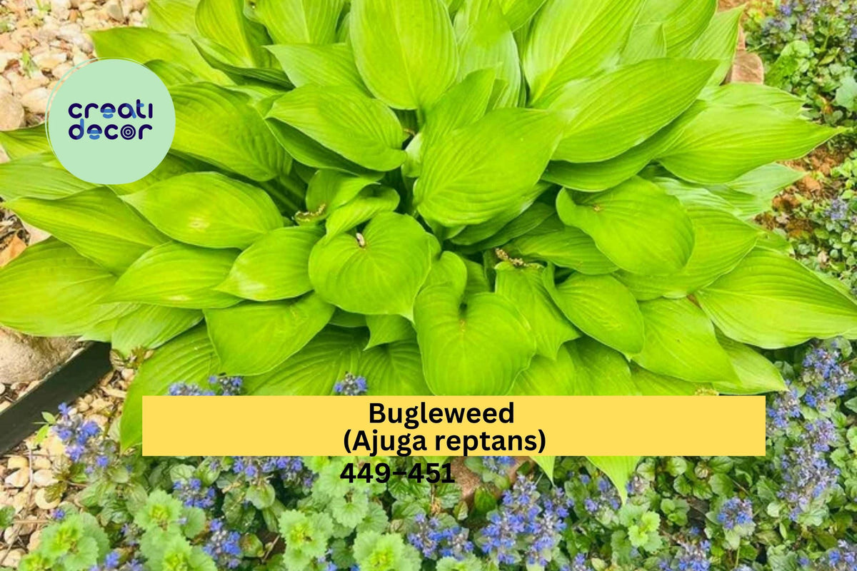 Live Bugleweed Plants, Ajuga reptans, Perennial Ground Cover, Burgundy Foliage, Blue-Purple Flowers, Shipped Live