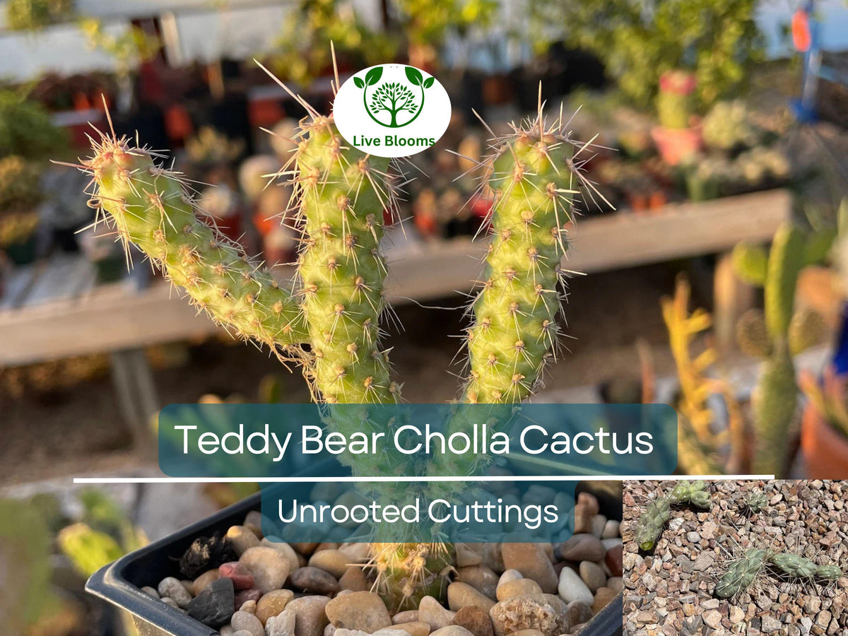 Cylindropuntia Fulgida Teddy Bear Cholla Cactus Cuttings – 5 Unrooted Segments for Propagation, Desert Gardens & Succulent Arrangements