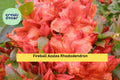 Fireball Azalea Rhododendron – Well-Rooted Starter Plant with Vibrant Red-Orange Blooms, Hardy Deciduous Shrub for Garden Borders and Containers