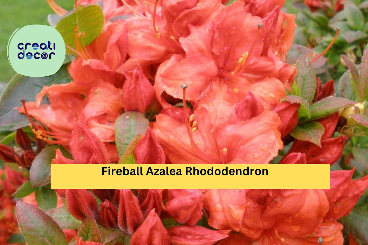 Fireball Azalea Rhododendron – Well-Rooted Starter Plant with Vibrant Red-Orange Blooms, Hardy Deciduous Shrub for Garden Borders and Containers
