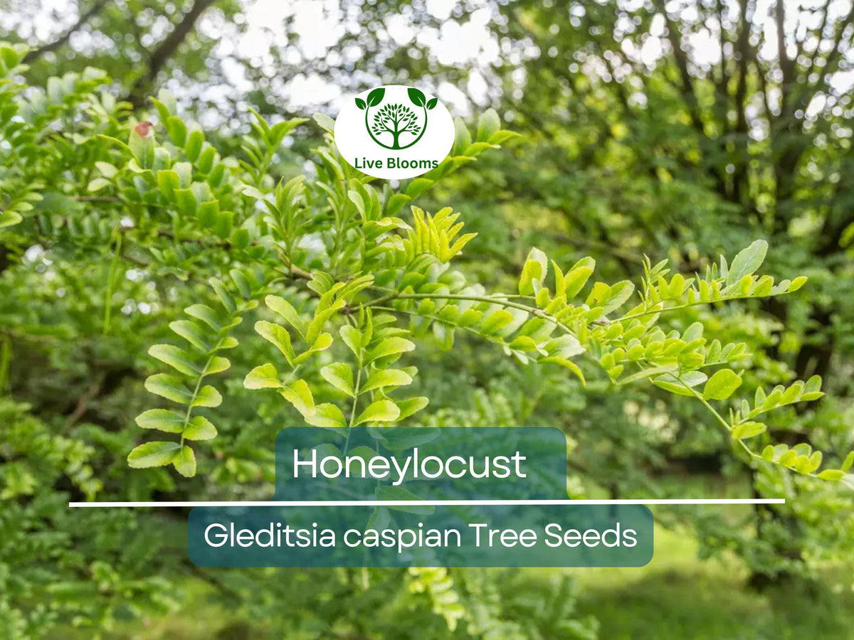 10 Honeylocust Tree Seeds Gleditsia caspian Fast-Growing Shade Tree for Landscaping & Wildlife