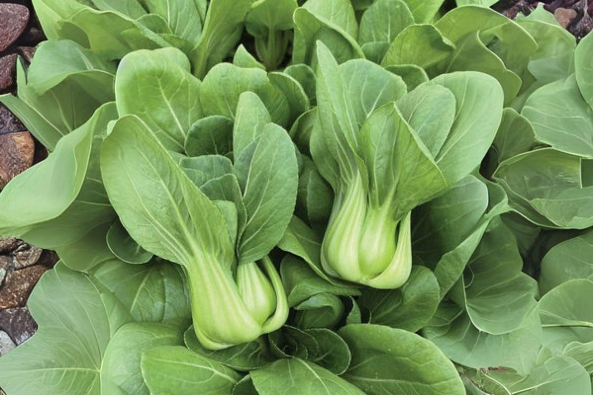 350 Bok Choi Taisai Seeds | Asian Heirloom Vegetable, Pak Choi, Brassica rapa subsp. chinensis, Cool-Season Green Leafy Crop