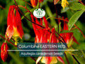 500 Seeds Columbine EASTERN RED Aquilegia canadensis Perennial Flower, Part Shade, Pollinator Attractant, Non-GMO