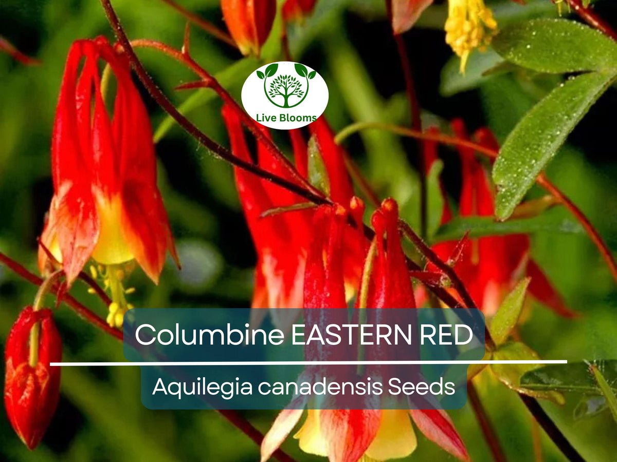 500 Seeds Columbine EASTERN RED Aquilegia canadensis Perennial Flower, Part Shade, Pollinator Attractant, Non-GMO