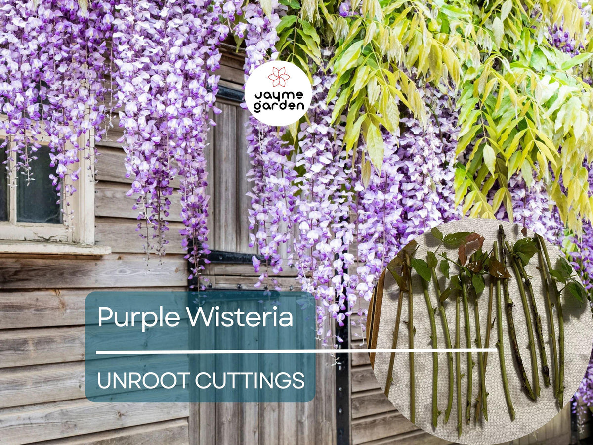 5 Unrooted Purple Wisteria Cuttings - Hardy Climbing Vine with Fragrant Lavender Flowers, Wisteria spp.
